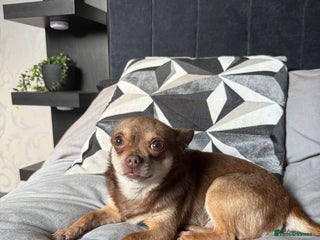 Chihuahua dogs in Anstruther - Advert 4