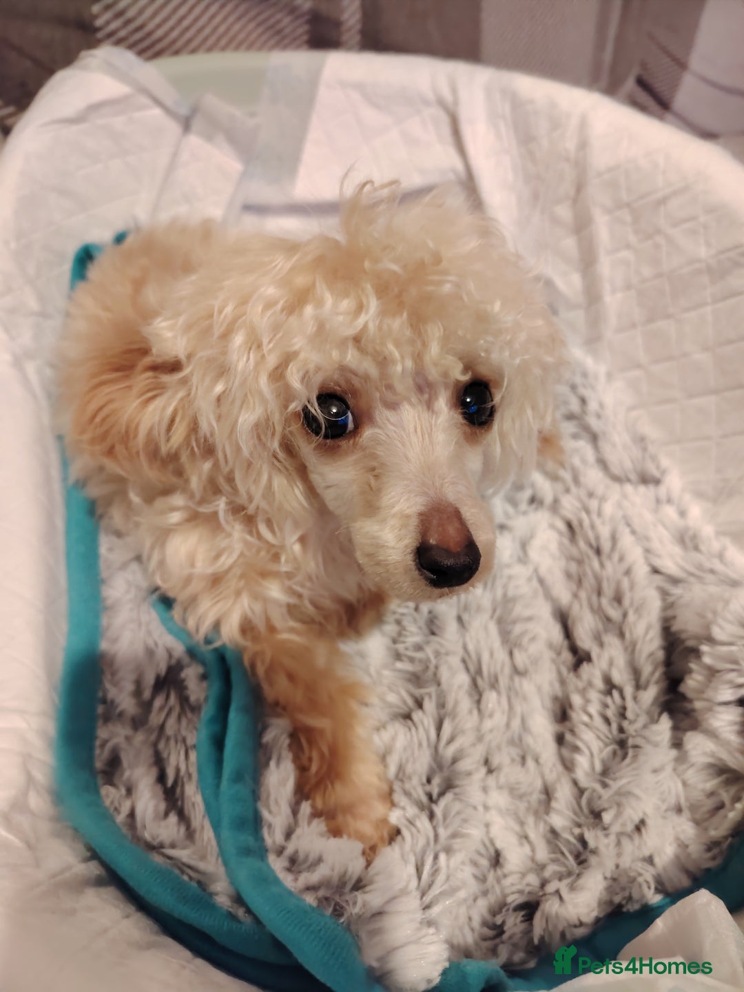 Mixed Breed dogs for sale: Toy X miniatury podle.  - Image 9