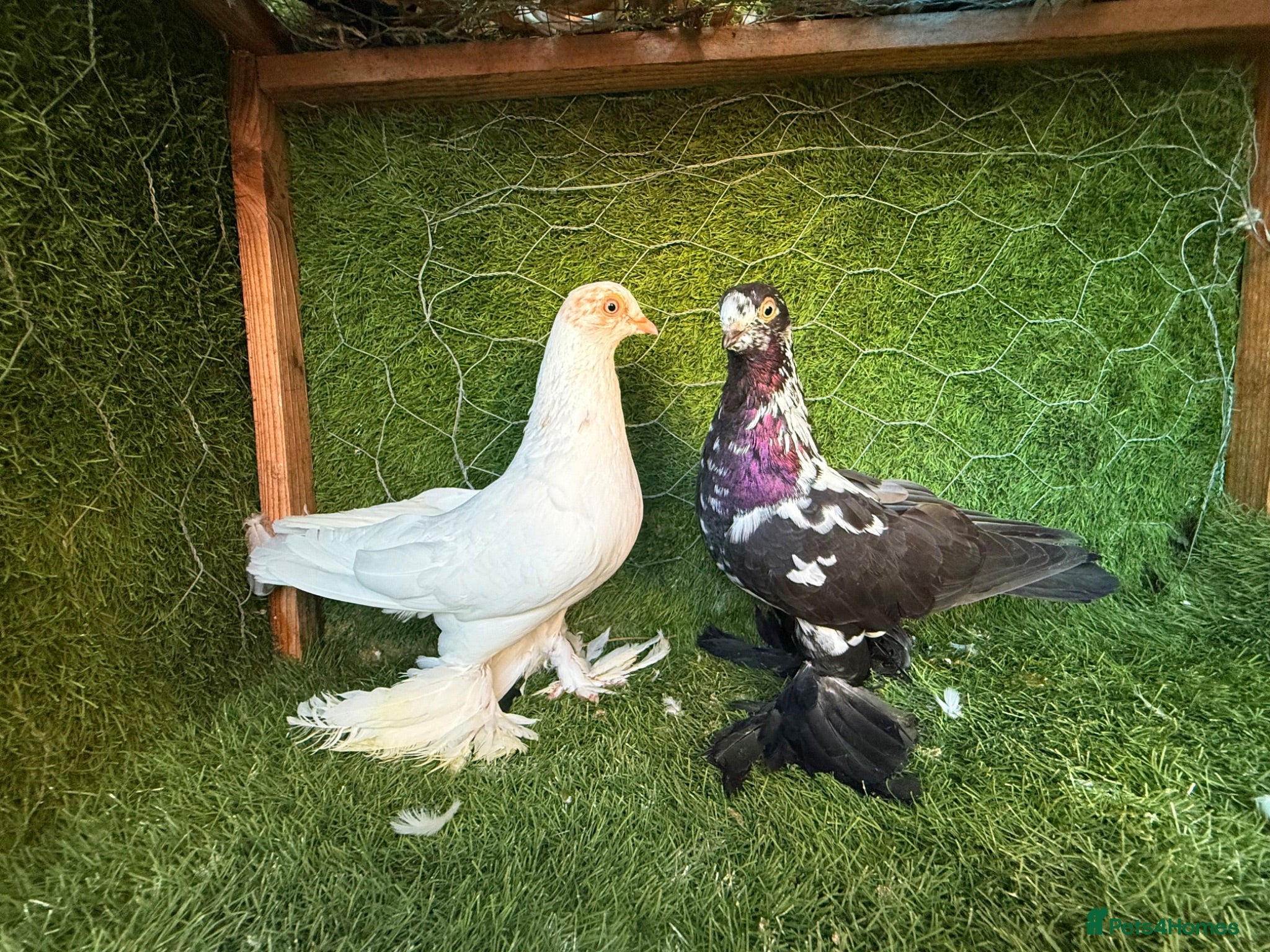 Pigeons birds Premium Breeding Pigeons Top Quality Pairs Availab - Advert 2