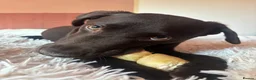Labrador Retriever dogs for sale: 9 month old Labrador retriever - Advert 5