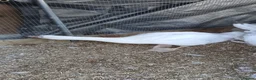Geese poultry for sale: 2 x goslings for sale  - Advert 2