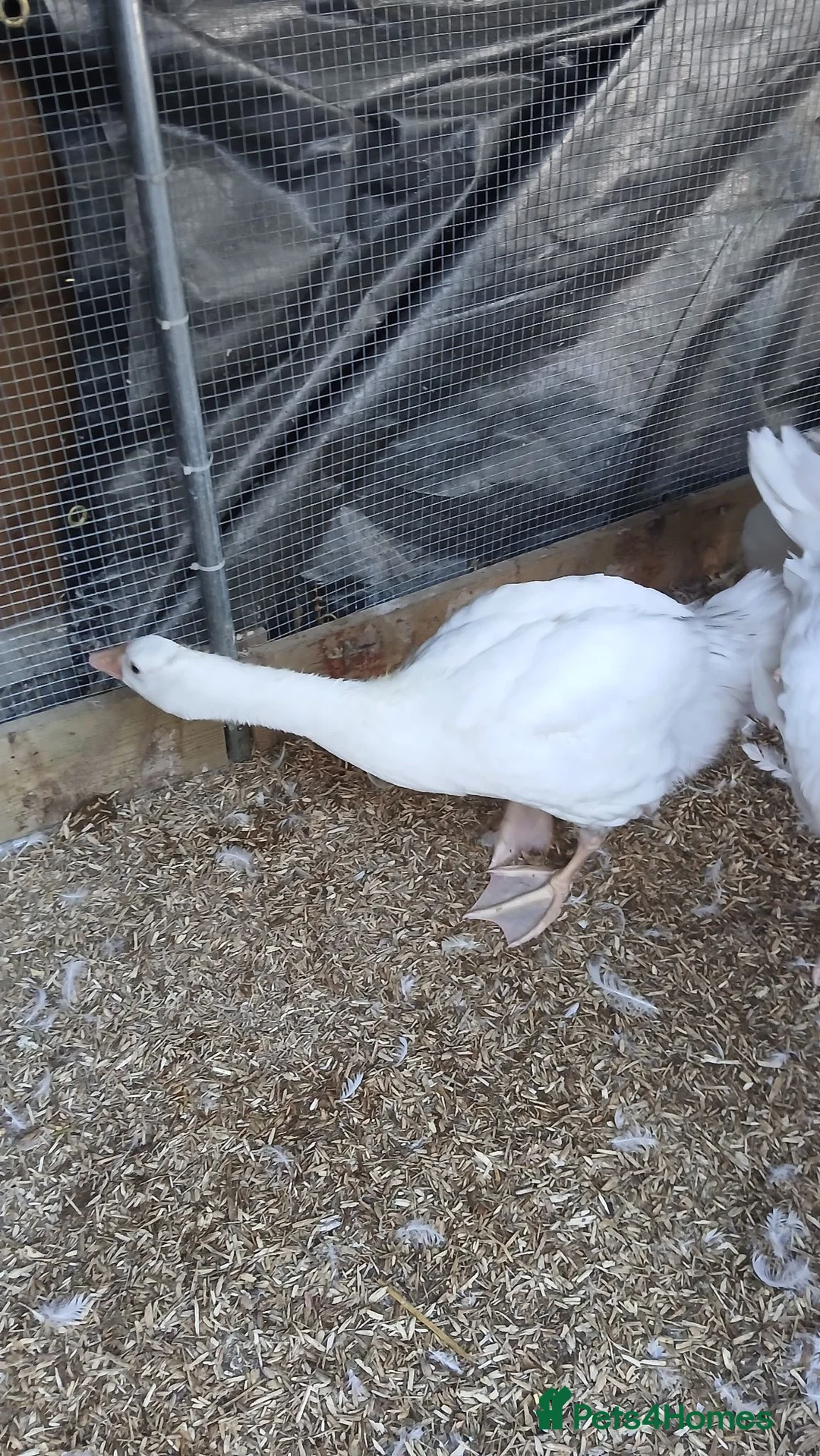 Geese poultry for sale: 2 x goslings for sale  - Advert 2