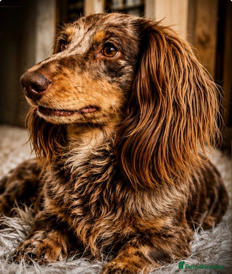 Miniature Dachshund dogs KC Reg Long Haired Choc Dapple Miniature Dachshund - Advert 8