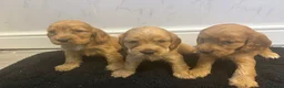Cocker Spaniel dogs for sale:  SHOW TYPE cocker spaniels puppies  - Advert 1