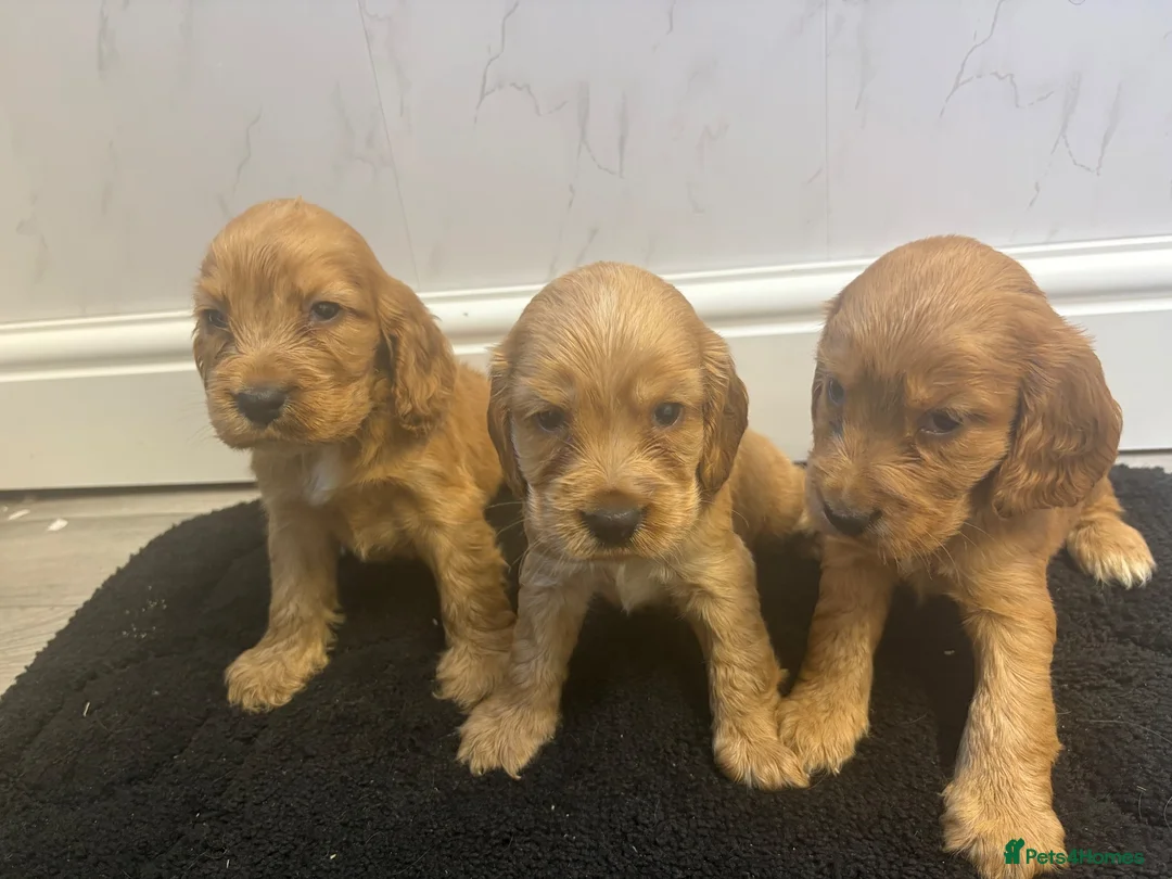 Cocker Spaniel dogs for sale:  SHOW TYPE cocker spaniels puppies  - Advert 1