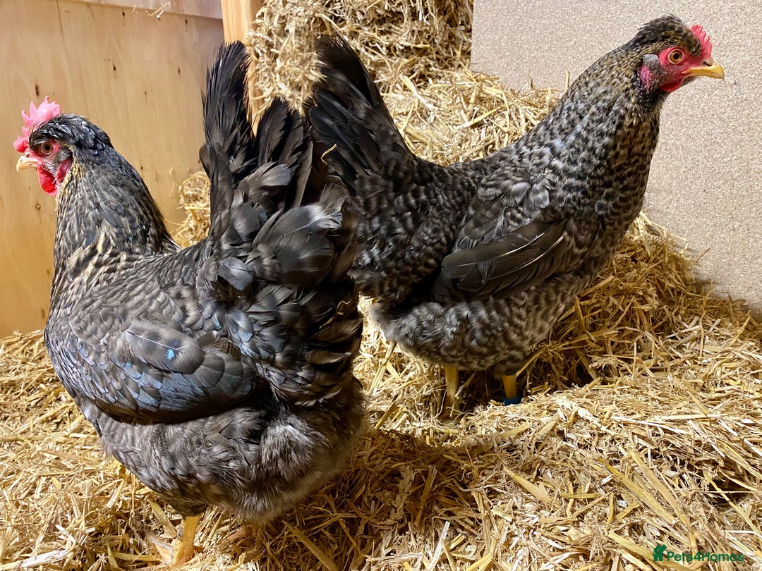 Chickens poultry for sale: Olive Eggers  - Advert 3