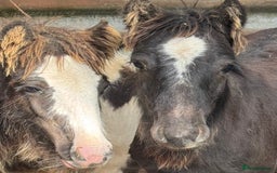 Irish Cob horses for sale: Super small, super quality mini coblets - Image 1