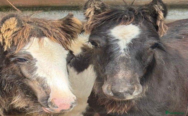 Irish Cob horses - Advert 2