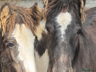 Irish Cob horses - Advert 4
