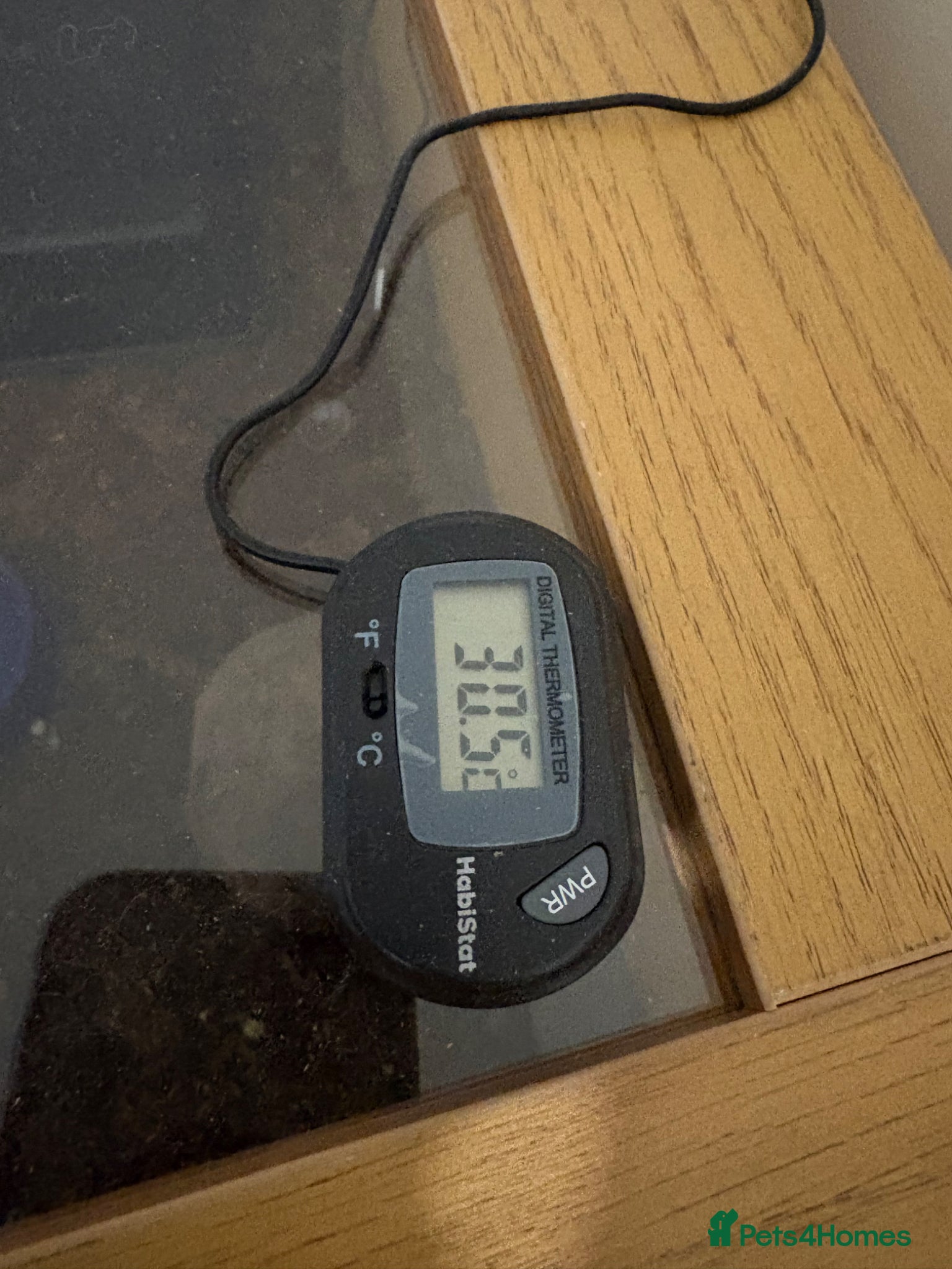 Snake reptiles for sale: Caramel hognose snake  in Scunthorpe - Advert 11
