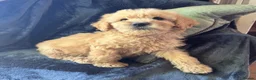 Mini Goldendoodle dogs for sale: Health-Tested Family Happy Sociable Goldendoodles - Advert 10