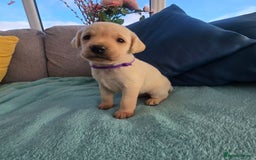 Labrador Retriever dogs for sale: Snow-White Labrador Puppies - Advert 7