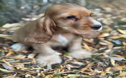 Cocker Spaniel dogs for sale: TRUE SHOW TYPE HEALTH TESTED SHOW TYPE  - Image 18