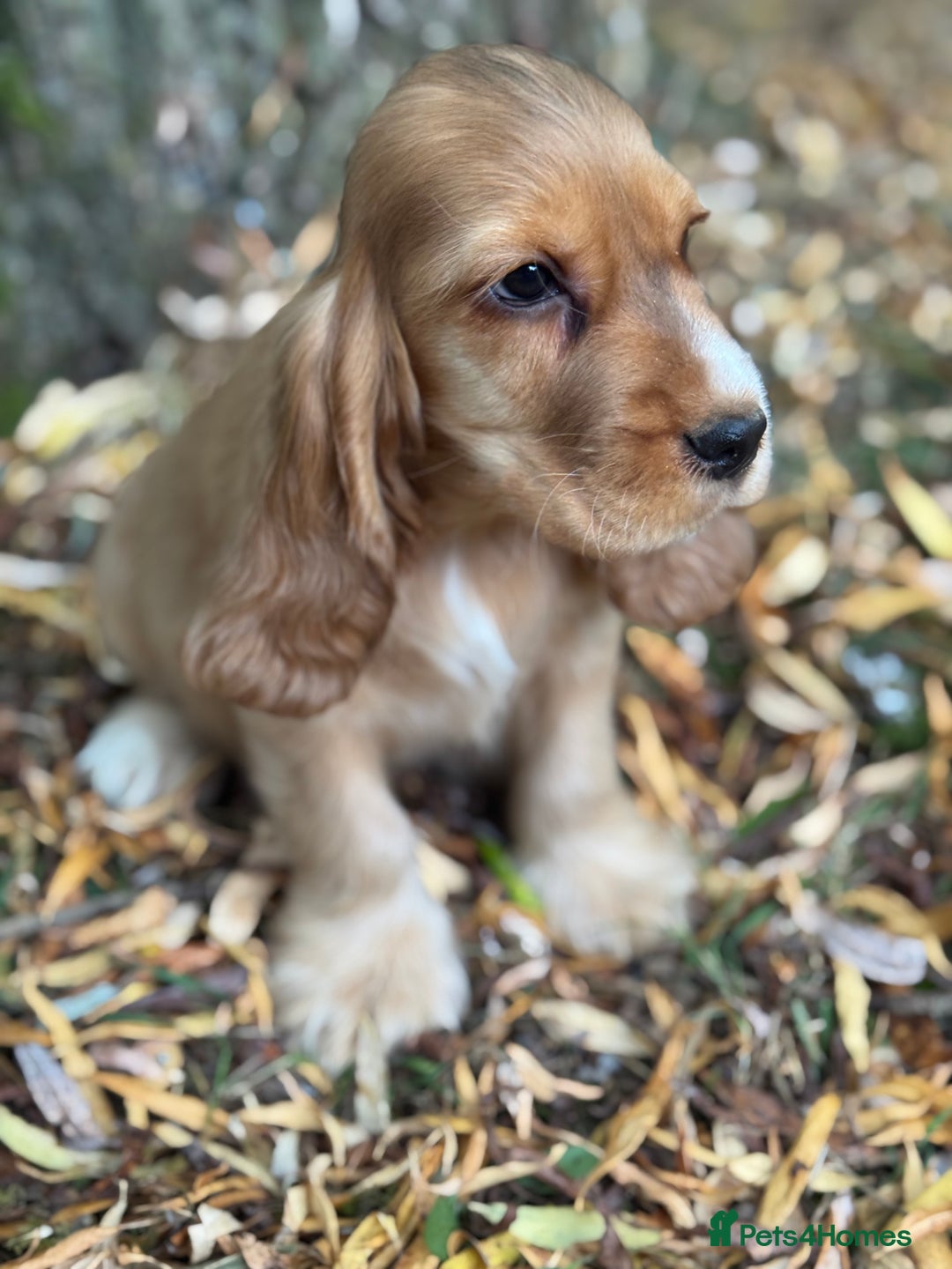 Cocker Spaniel dogs for sale: TRUE SHOW TYPE HEALTH TESTED SHOW TYPE  - Image 18