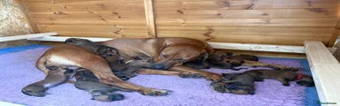 Rhodesian Ridgeback 1
