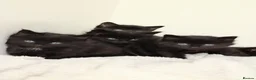 Mixed Breed cats for sale: 🖤 Gorgeous Fluffy Black Kittens–4 Boys & 2 Girls - Advert 18