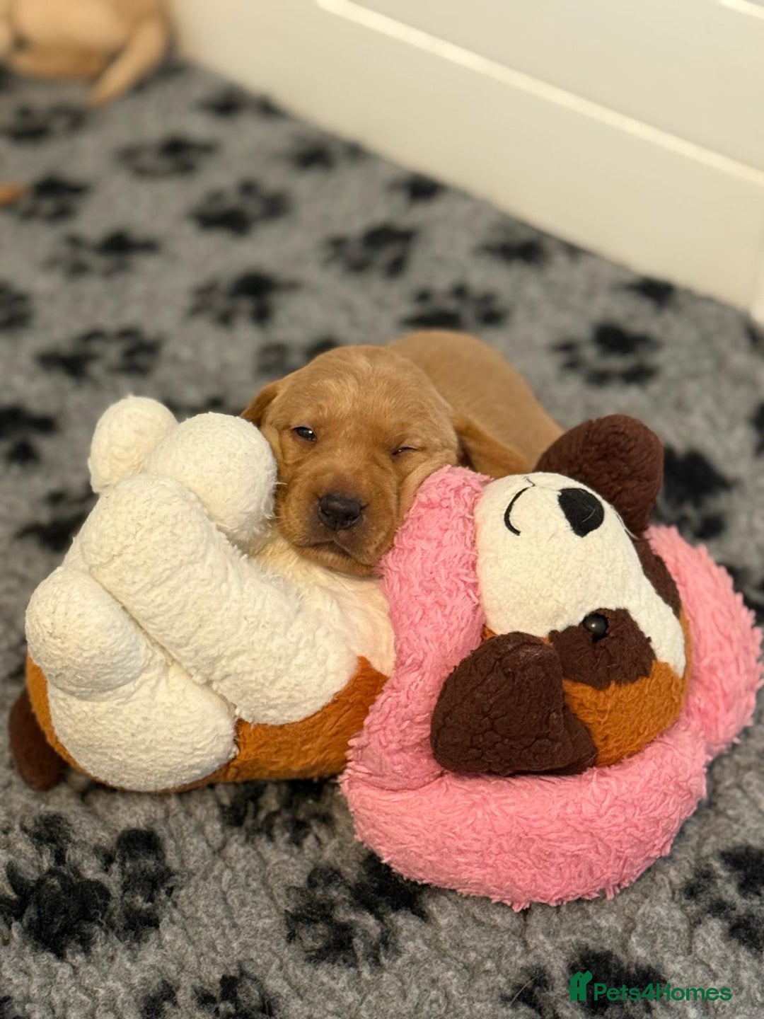 Labrador Retriever dogs for sale: Beautiful KC Registered Labrador Puppies - Image 14