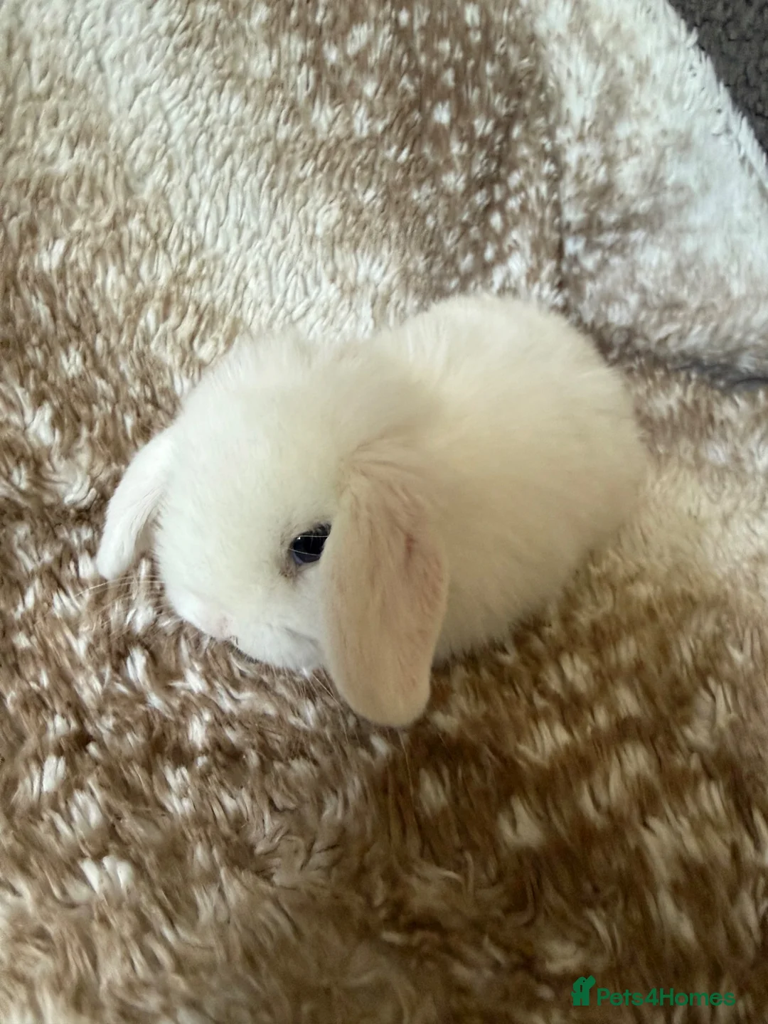 Mini Lop rabbits for sale: Pure mini lops  - Advert 3
