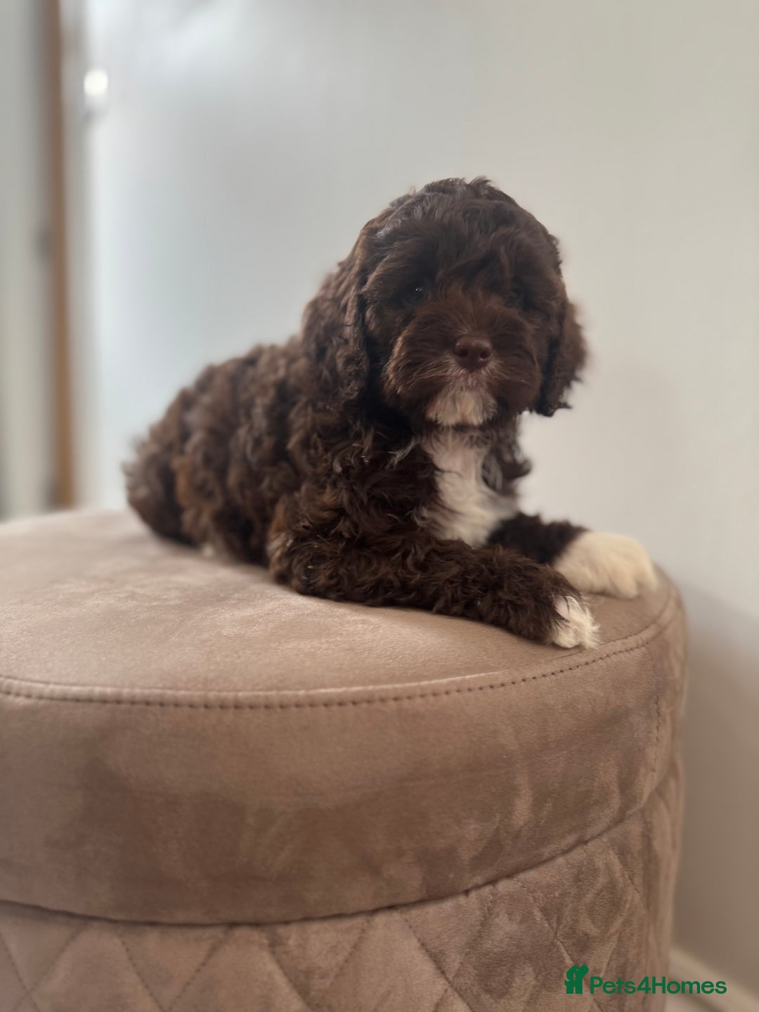 Cavapoo dogs for sale: F1 Cavapoo pups. Beautiful litter of five bitches. - Image 8