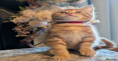 Mixed Breed cats - Advert 15