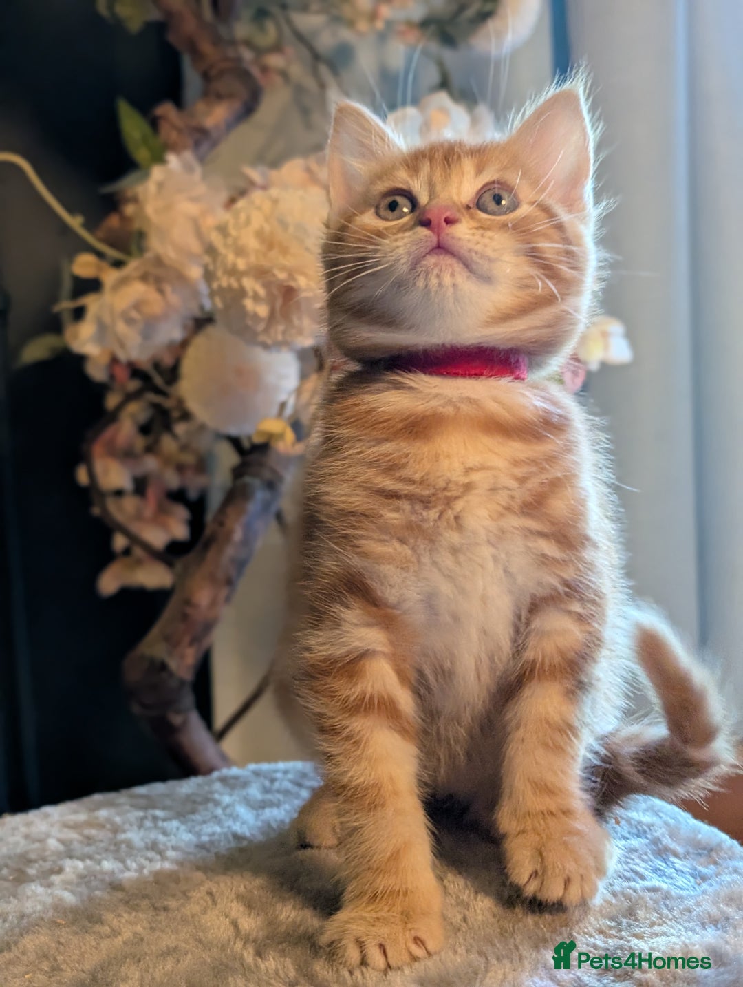 Mixed Breed cats for sale: We're just waiting for the perfect new home - Image 2
