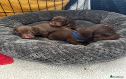 Miniature Dachshund dogs for sale: Miniature Dachshunds  - Image 7