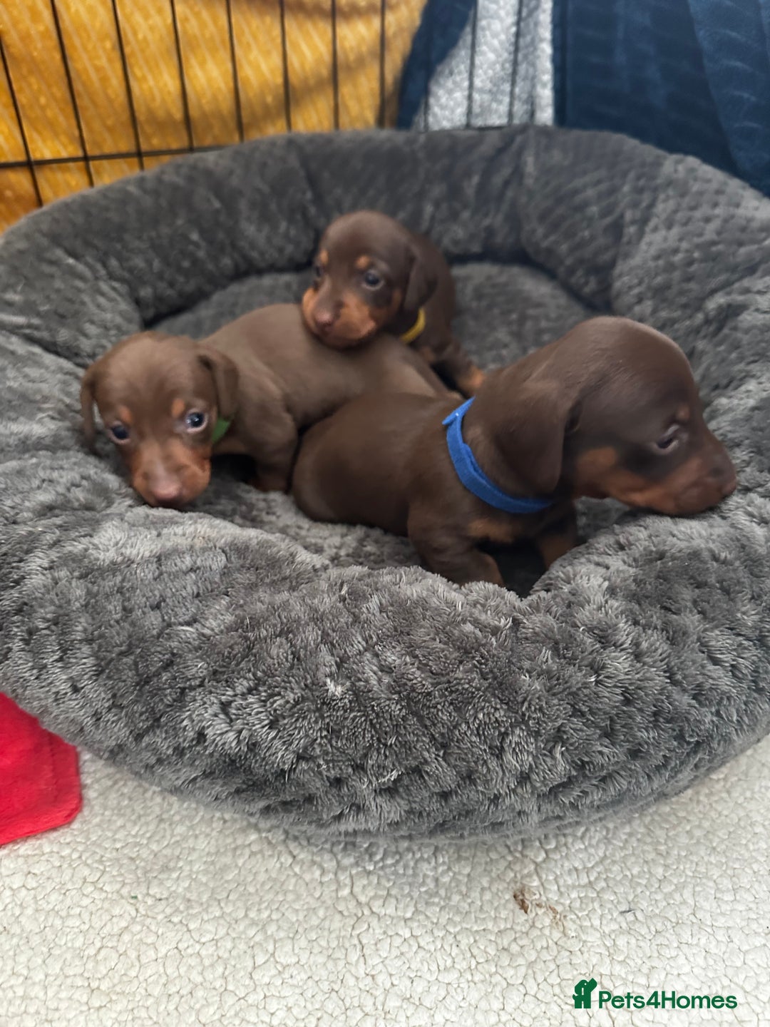 Miniature Dachshund dogs for sale: Miniature Dachshunds  - Image 7