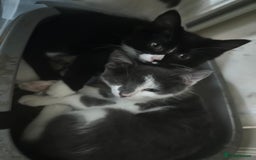 Mixed Breed cats for sale: Female kitten looking for home - Image 19