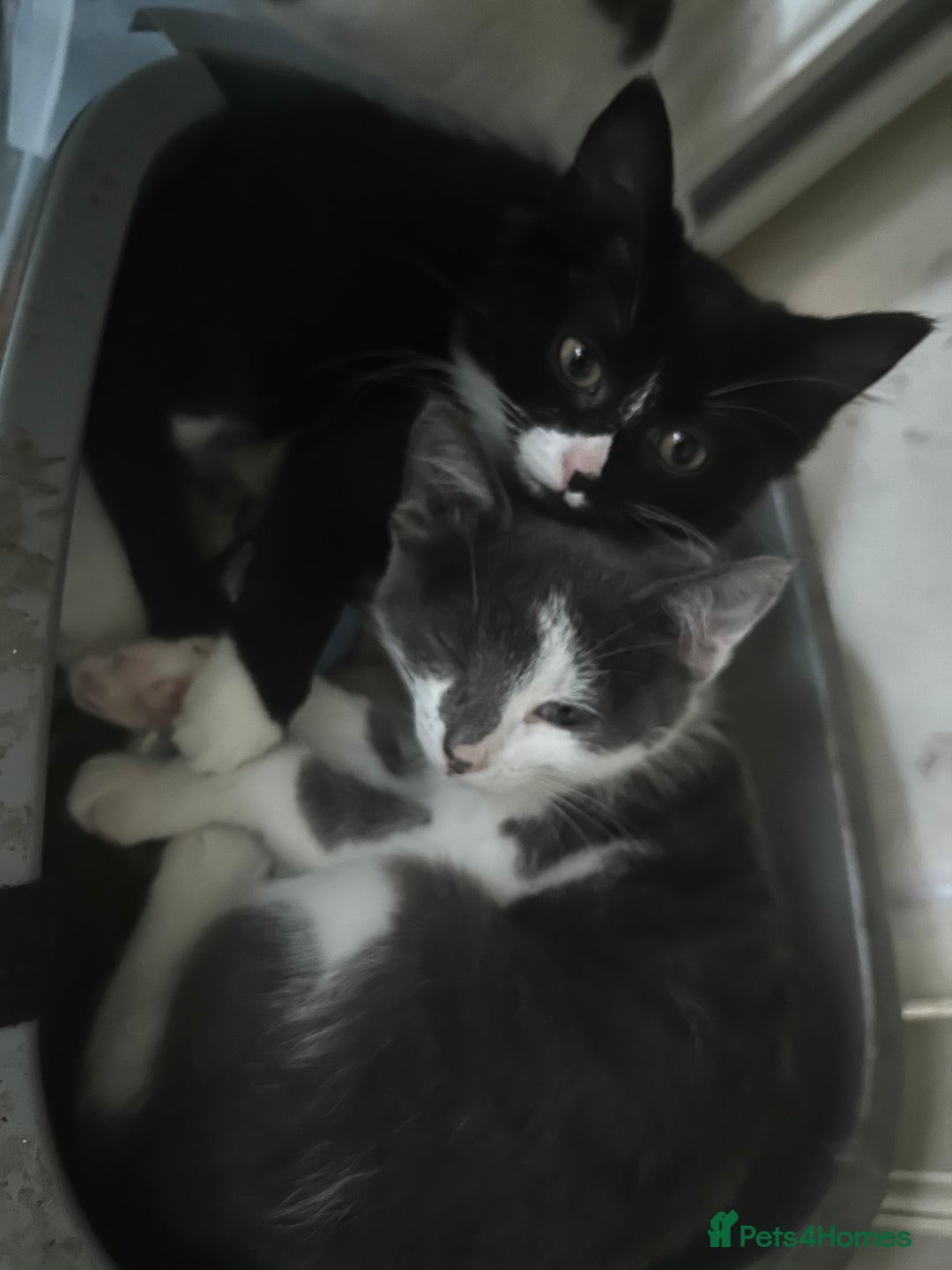 Mixed Breed cats for sale: Female kitten looking for home - Image 19