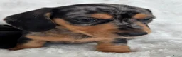 Miniature Dachshund dogs for sale: Miniature Dacshund’s  - Advert 12