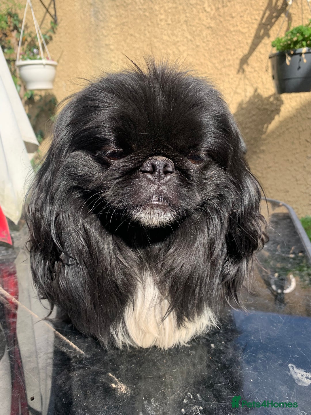 Pekingese dogs for sale: Top quality KC Reg Pekingese boys - Image 3