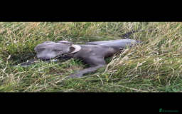 Mixed Breed dogs for sale: Handsome grey Lurcher 9 month old   - Image 19