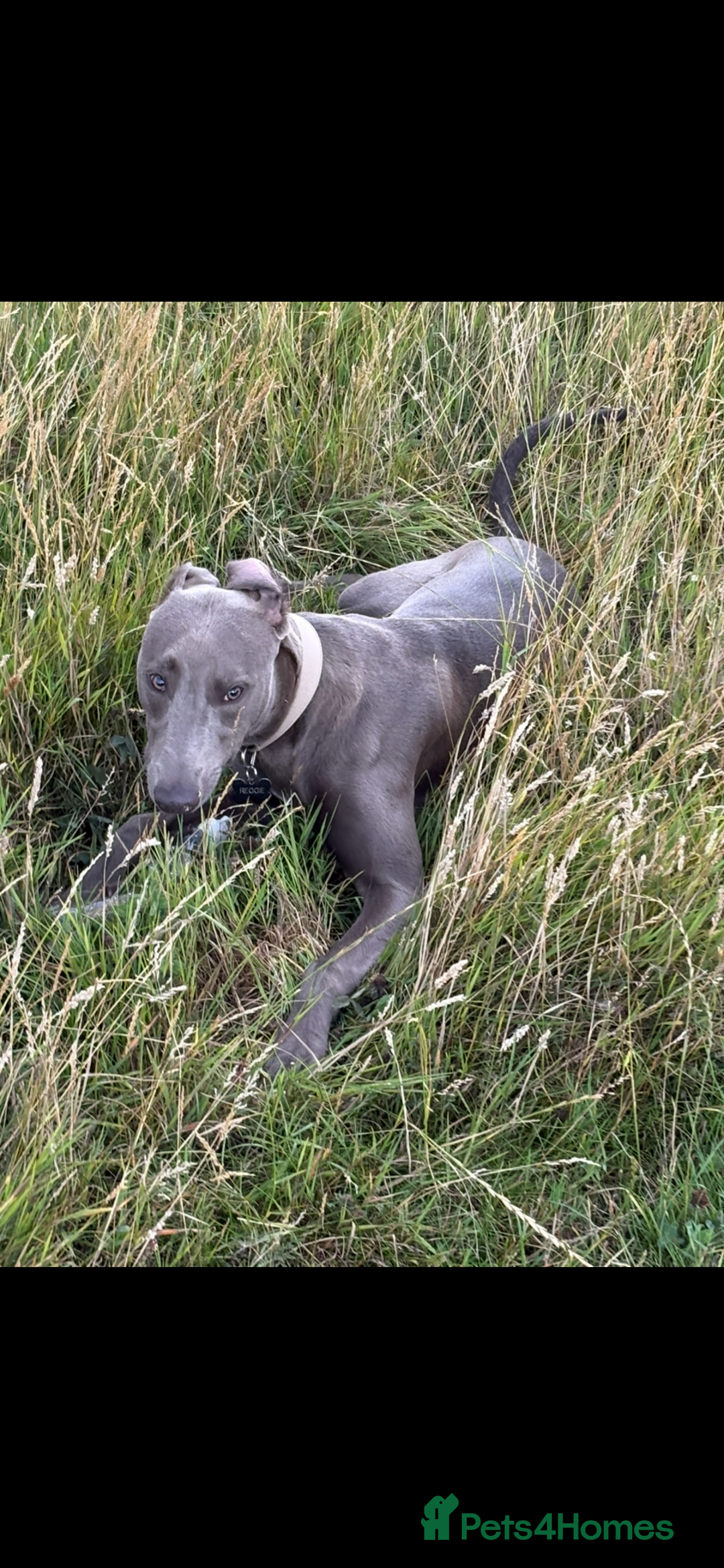 Mixed Breed dogs for sale: Handsome grey Lurcher 9 month old   - Image 19
