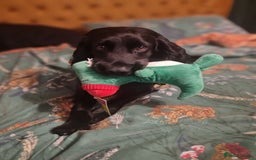 Cocker Spaniel dogs for sale: Working cocker spaniel 4yrs old - Advert 2