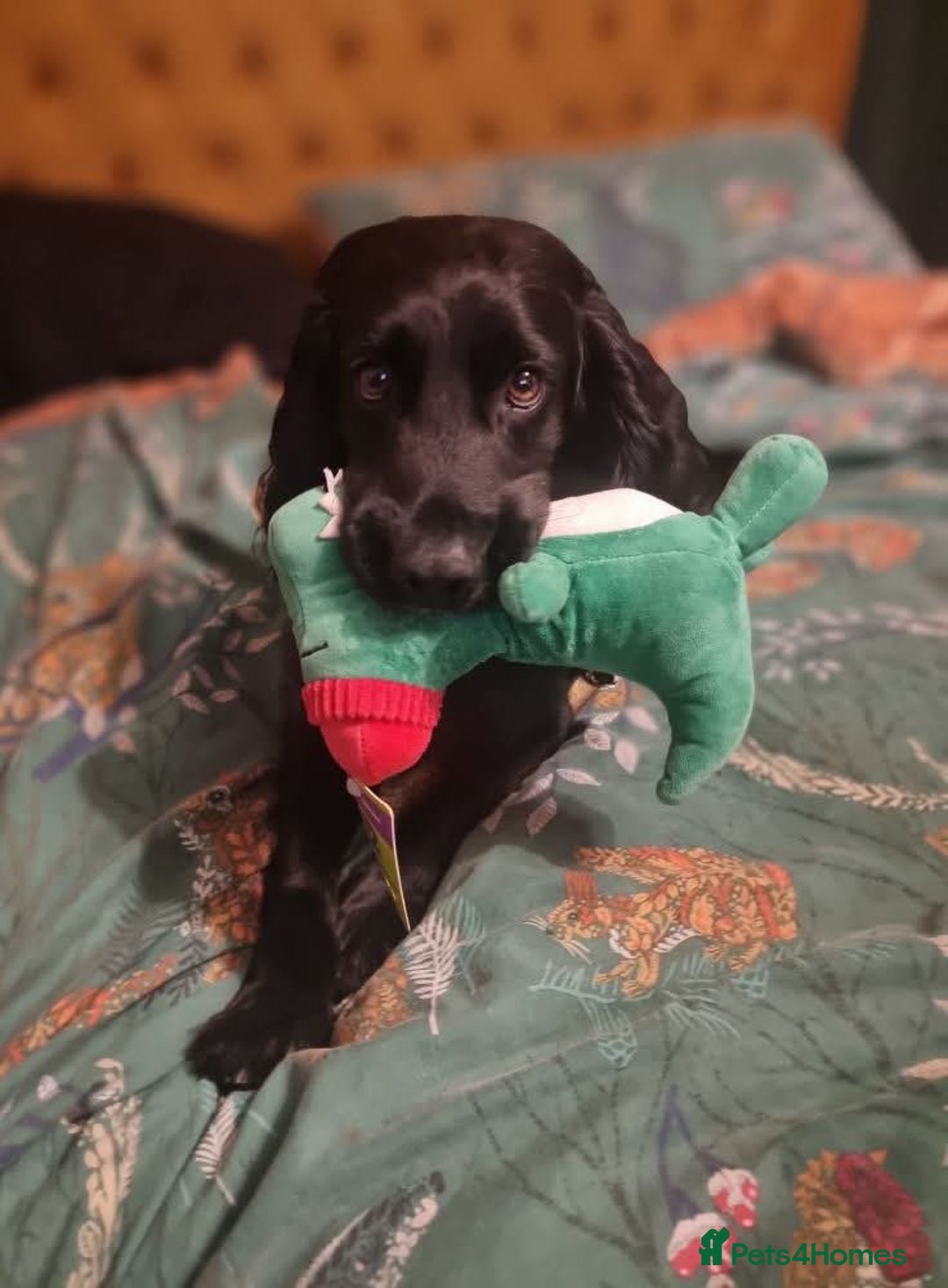 Cocker Spaniel dogs for sale: Working cocker spaniel 4yrs old - Advert 2