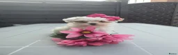Maltipoo dogs for sale: F1 Korean Toy Maltipoo, Dna health tested mum - Advert 7