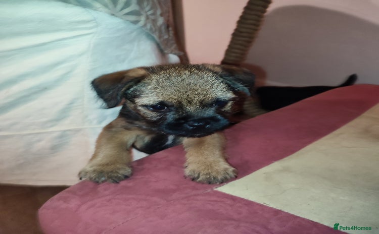 Border Terrier dogs - Advert 1