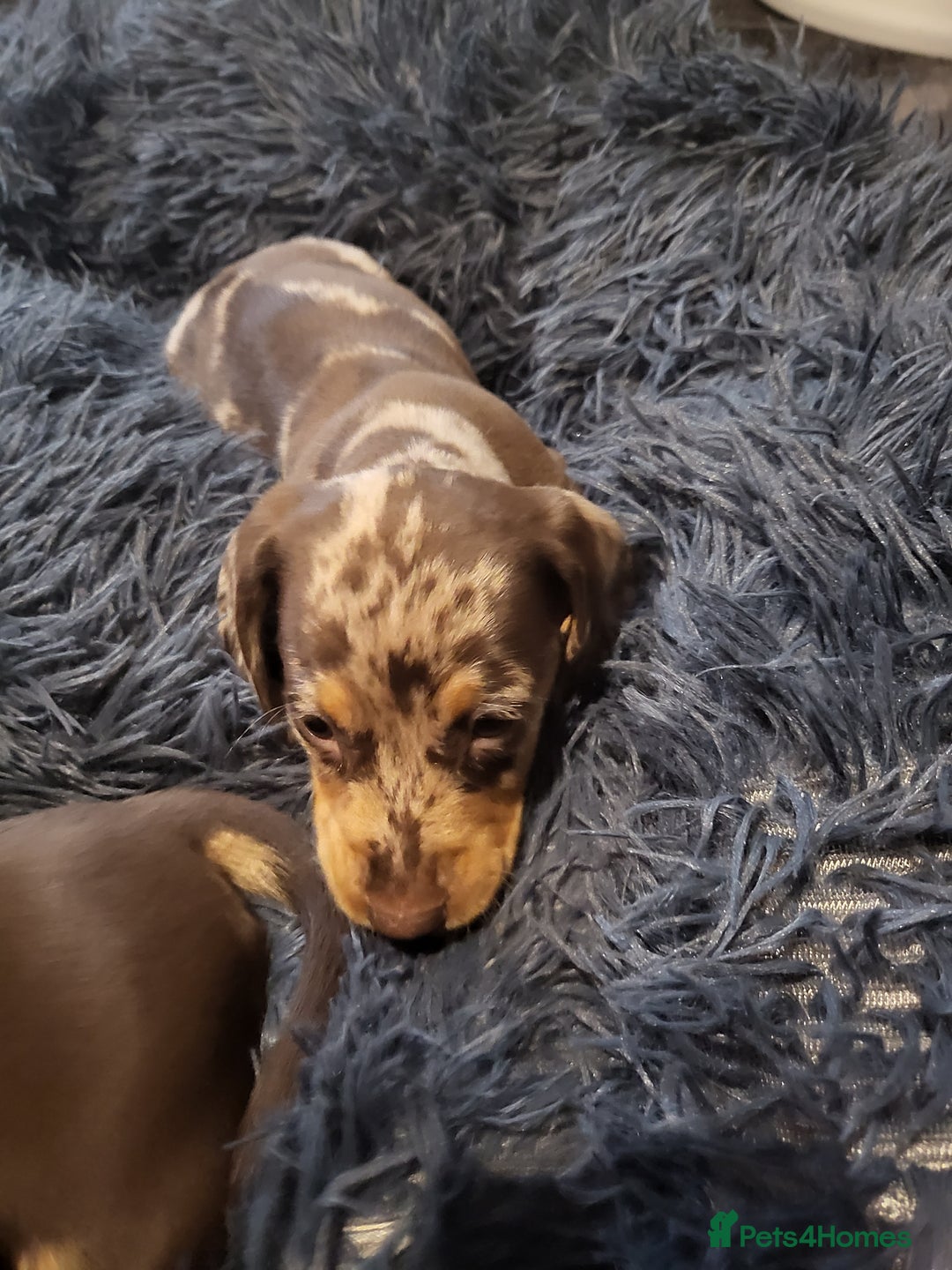 Dachshund dogs for sale: Litter of four beautiful dachshunds - Advert 3