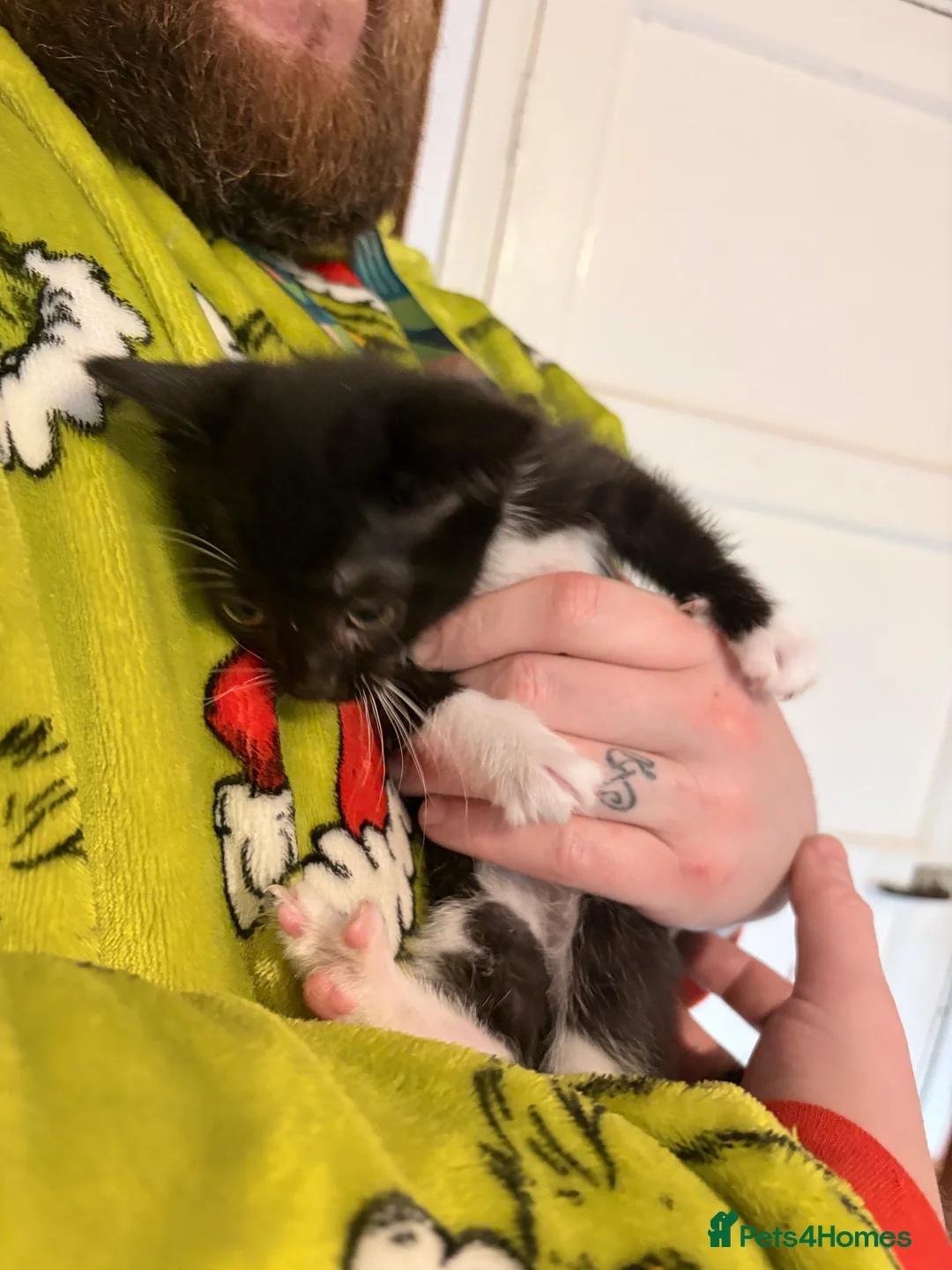 Mixed Breed cats for sale: Black and white kittens - Advert 2