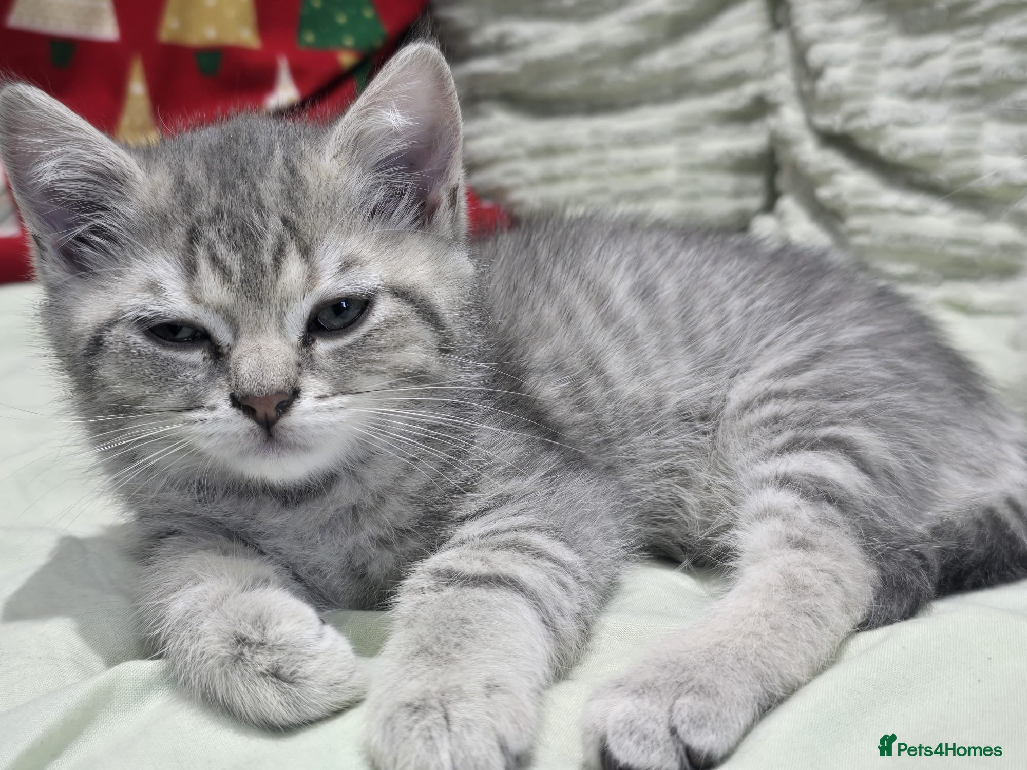 Scottish Fold cats for sale: READY SCOTTISH FOLD KITTENS (URGENT) - Advert 19
