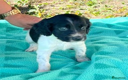 English Setter dogs for adoption: Setter x pups  - Image 12