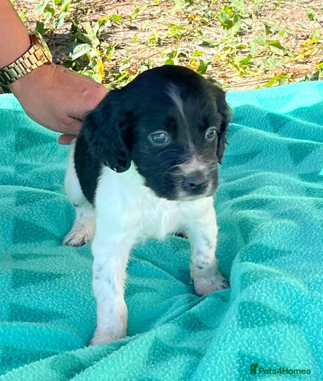 English Setter dogs for adoption: Setter x pups  - Image 12