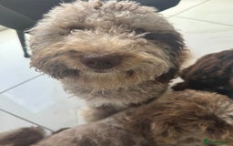 Bernedoodle dogs for sale: Mini Bernedoodle **waiting list** - Image 9