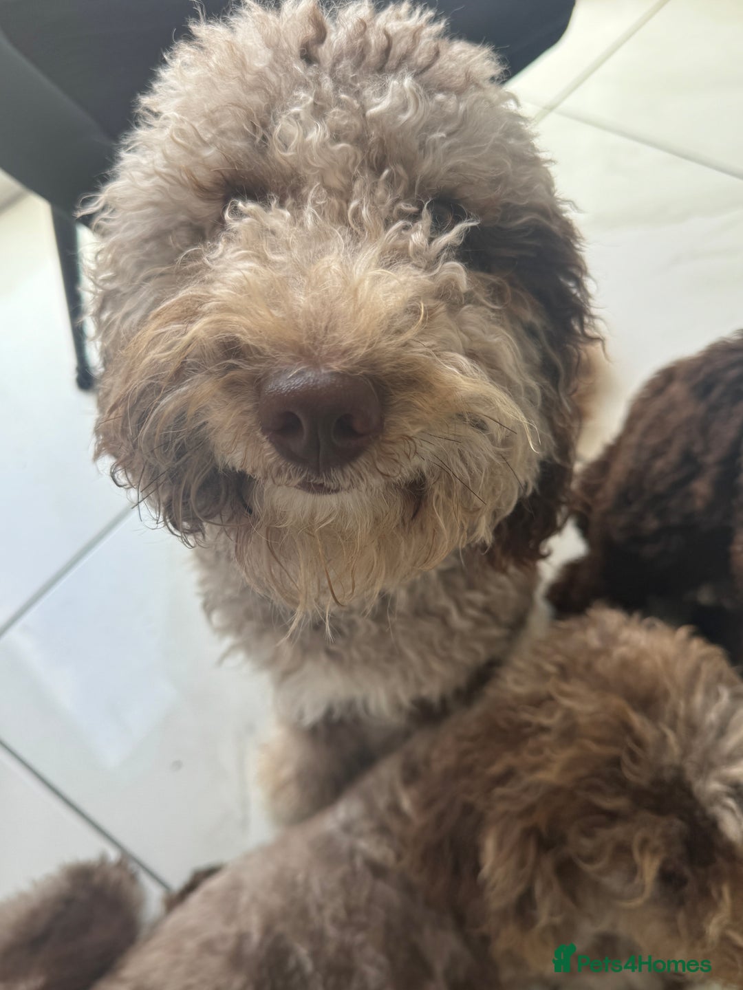 Bernedoodle dogs for sale: Mini Bernedoodle **waiting list** - Image 9