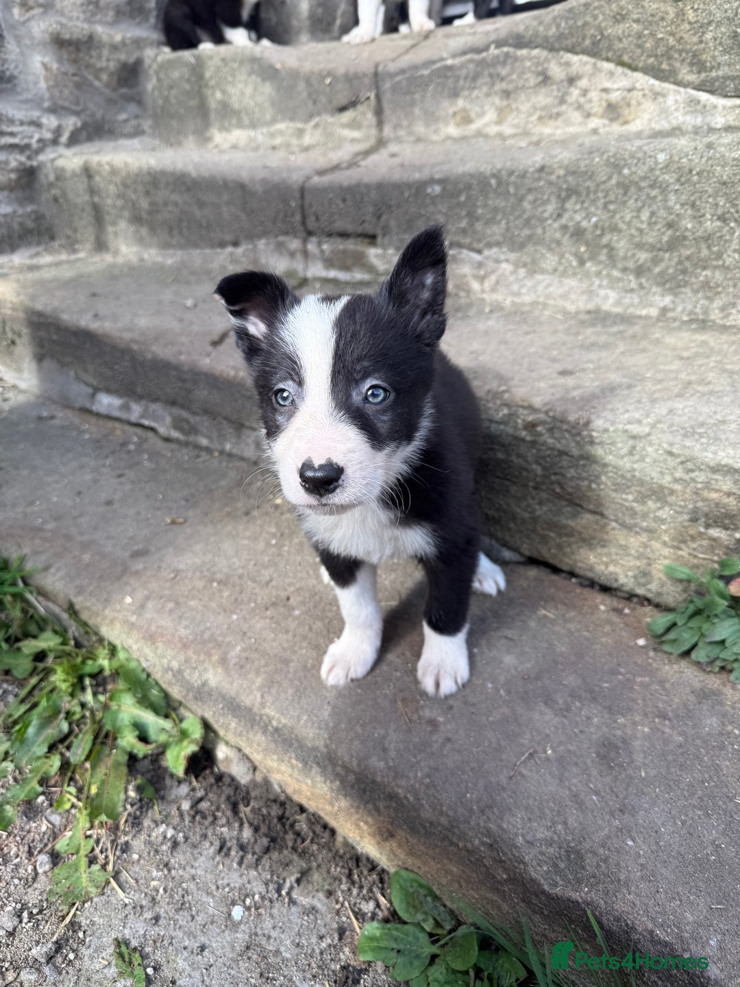 Border Collie dogs for sale: Border collie pups  - Image 33
