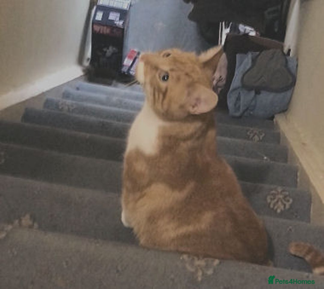 Mixed Breed cats for adoption: SIMBA - Advert 4