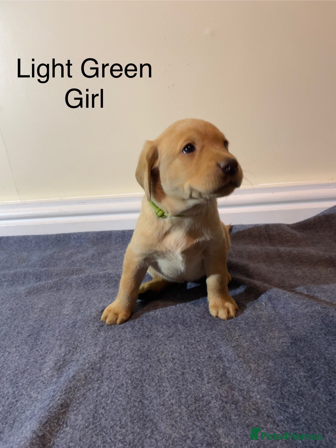 Labrador Retriever dogs for sale: Labrador puppies Black and Red fox - Advert 4