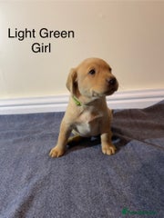Labrador Retriever Puppy 2