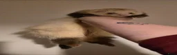 Ferret rodents for sale: Angora ferrets - Advert 3