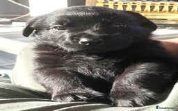 Mixed Breed dogs for sale: YOUR NEW BEST FRIEND IS WAITING!  - Image 16